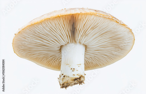 Close-up of a fresh mushroom showcasing gills and stem details in natural light