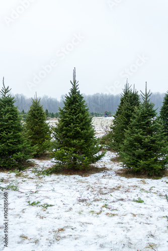 Serene Christmas Tree Farm Blanketed in Snow