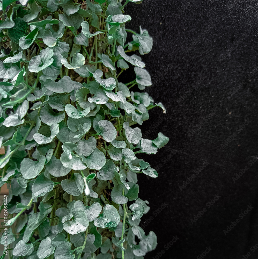 Fototapeta premium green ivy on wall