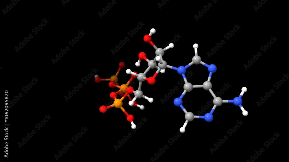 Structure of adenosine triphosphate. Animated 3D ball-and-stick, surface, and space-filled models, black background. Structure of adenosine triphosphate. Animated 3D ball-and-stick, surface, and space-filled models, black background.