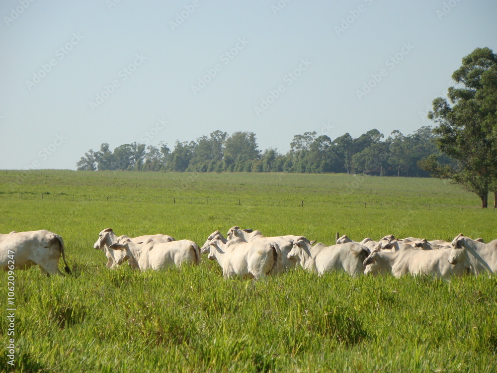 Fototapeta premium Novilhas da raça brahman no campo