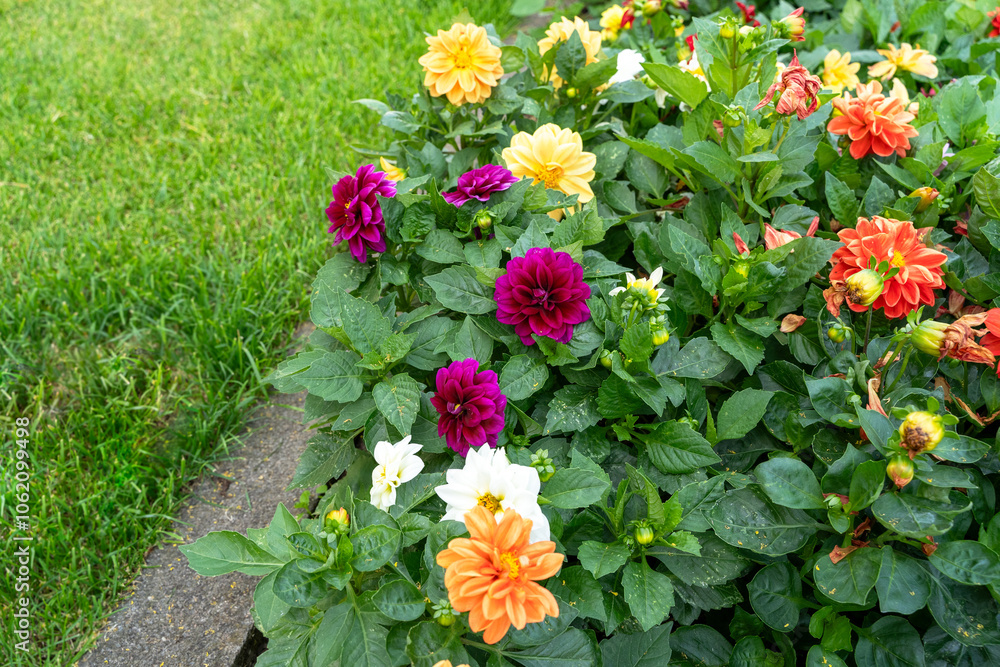 Colorful flowers in the park Colorful flowers in the park