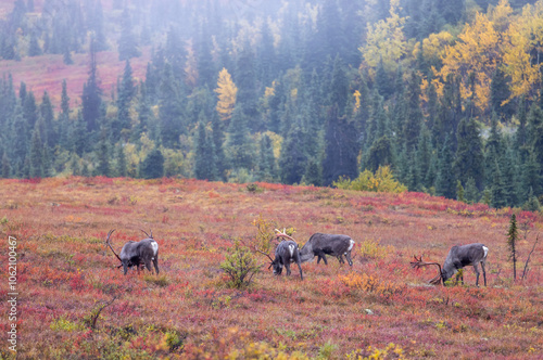 Barren Ground Caribou Bulls in Autumn in Denali National Park Alaska