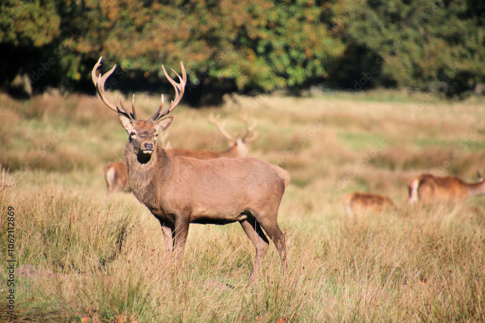 Red Deer in the Cheshire Countryside Red Deer in the Cheshire Countryside