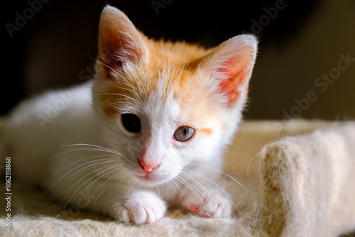 Close-up of an adorable orange and white kitten with curious eyes, resting comfortably on a soft surface, exuding warmth and innocence