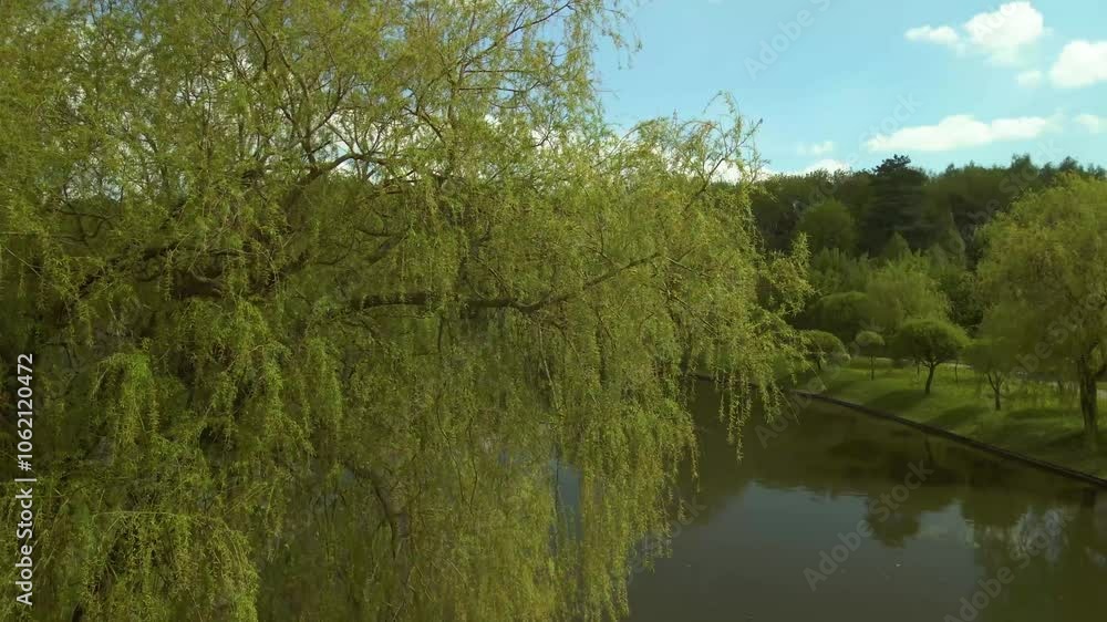 Aerial drone view of the river and green forests, landscape on a summer day