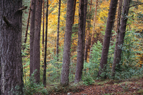 Tranquil Autumn Forest in Sierra de Cebollera photo