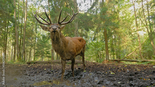 Red deer stag with antlers, wild animal in the forest