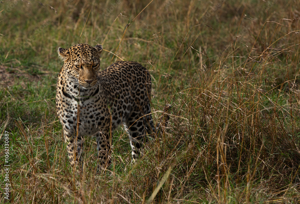 Portrait of a leopard taken while walking in the grasses, Masai Mara. Portrait of a leopard taken while walking in the grasses, Masai Mara.