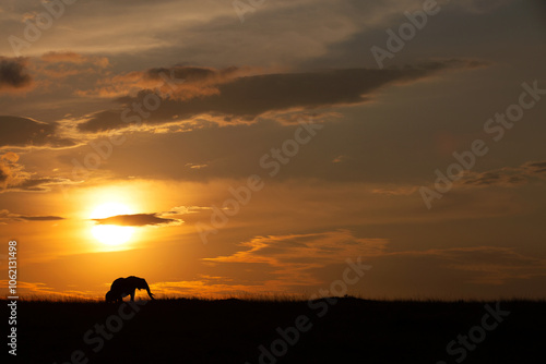 Silhouette of African mother elephant with her calf during sunset, Masai Mara, Kenya