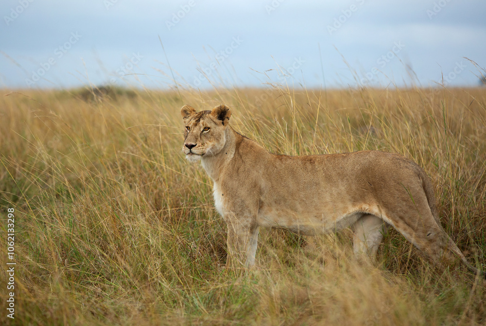 A portrait of a lioness in the grassland of Masai Mara, Kenya A portrait of a lioness in the grassland of Masai Mara, Kenya