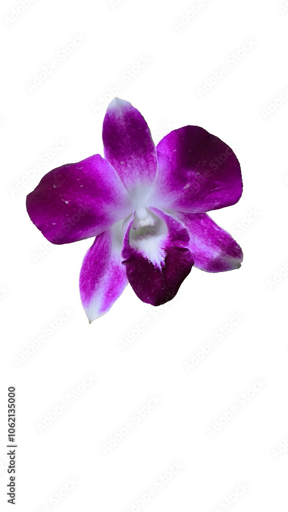 Purple orchid on white background. clipping path. Purple orchid on white background. clipping path.