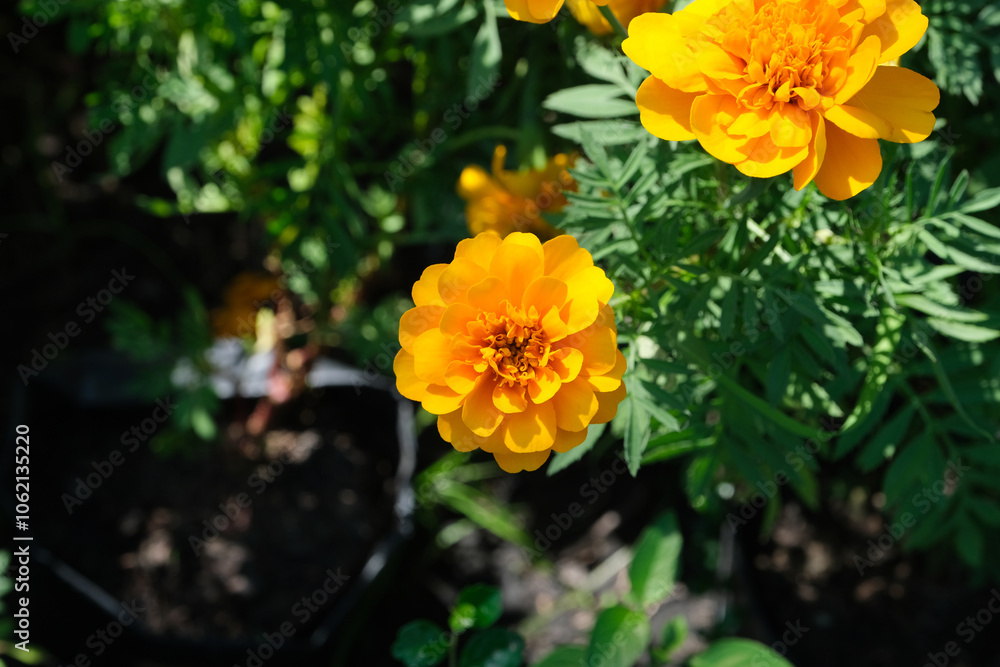 Orange flowers in the park