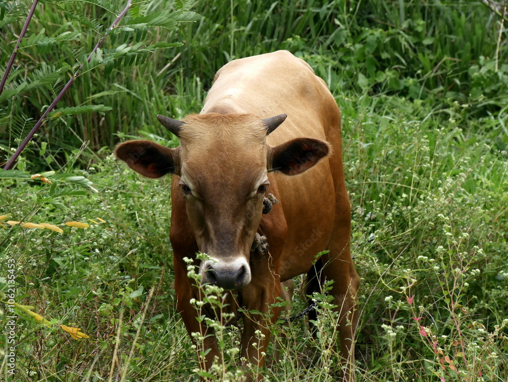 Young creole cow in the nature, outdoor creole cattle livestock. Tropical breed of cattle in Guadeloupe