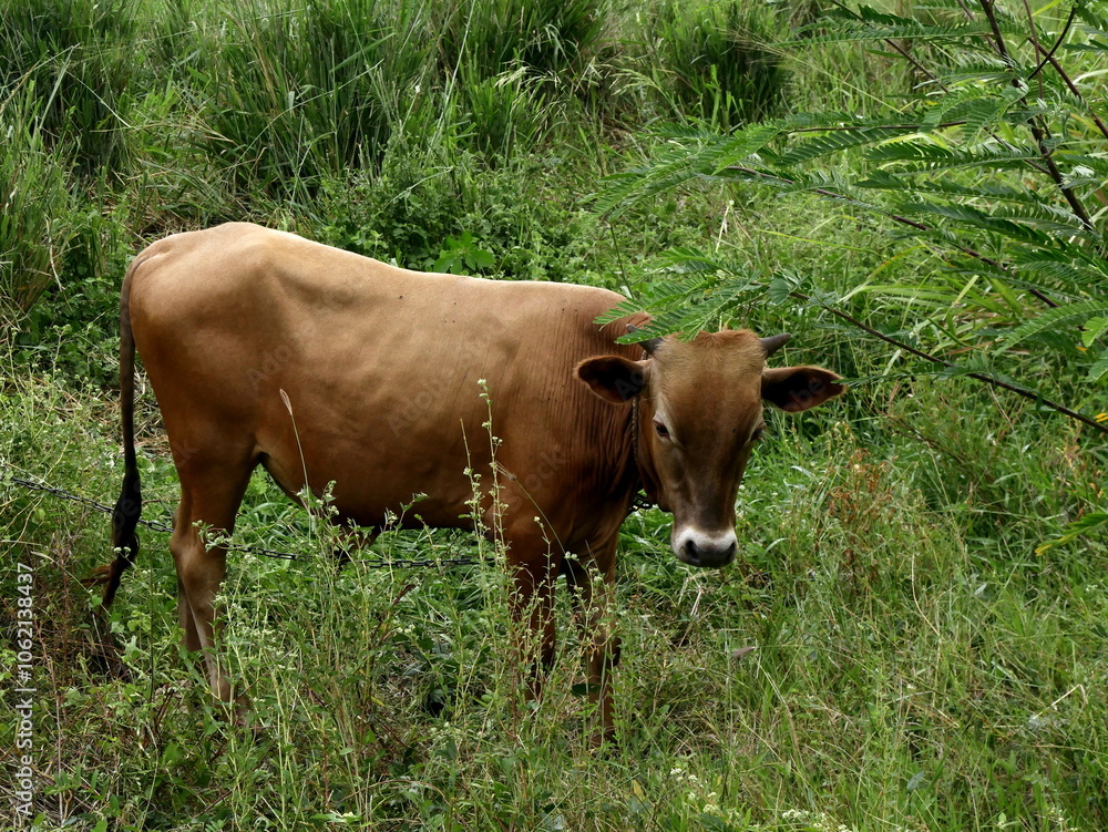 Young creole cow in the nature, outdoor creole cattle livestock. Tropical breed of cattle in Guadeloupe. side portrait Young creole cow in the nature, outdoor creole cattle livestock. Tropical breed of cattle in Guadeloupe. side portrait