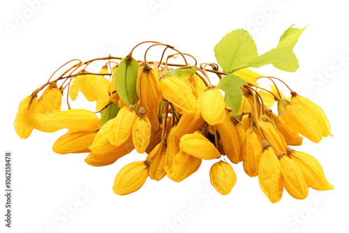 Artistic portrayal of a cluster of yellow Arachis duranensis pods arranged aesthetically, isolated on white background photo