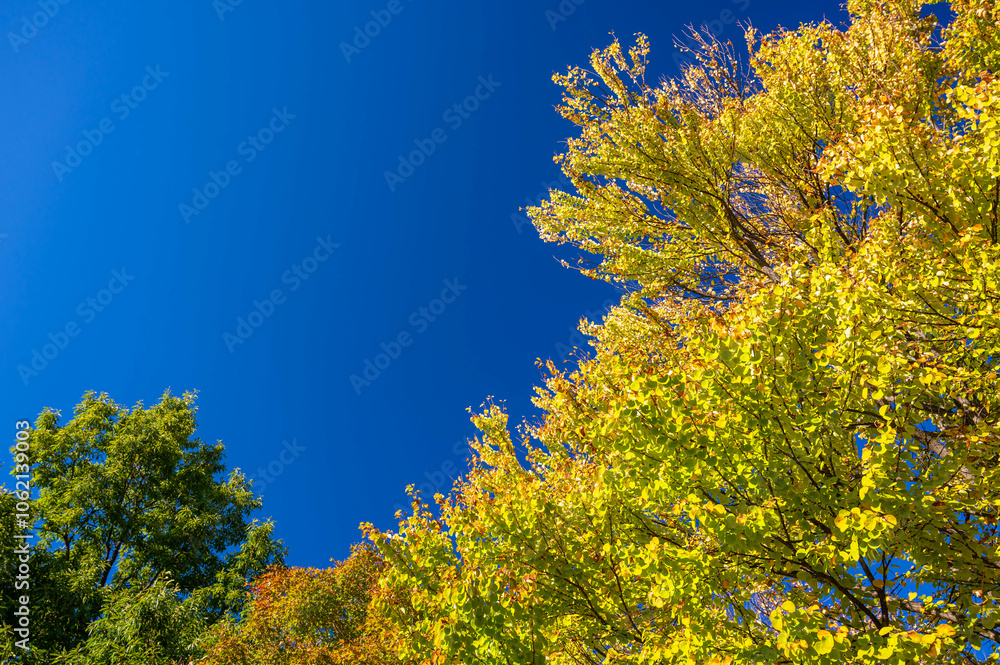 秋空と紅葉 秋空と紅葉