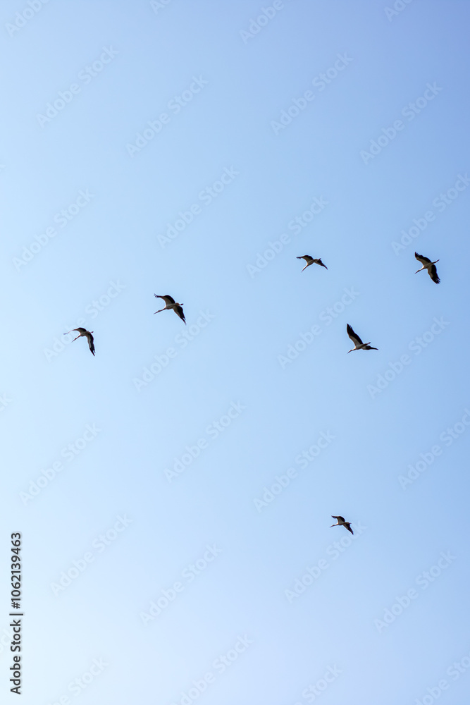 Fototapeta premium A beautiful flock of birds is gracefully flying in a bright blue sky