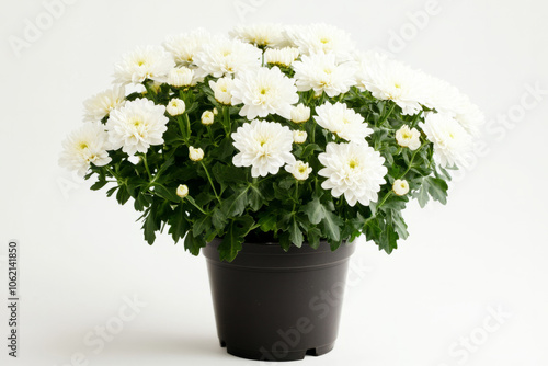 Beautiful white chrysanthemum plant in a black pot on a plain background