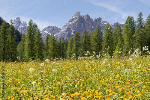 Fototapeta Naklejka Na Ścianę i Meble -  Mountain panorama, blooming meadow and the peaks of the Sesto Dolomites, South Tyrol, Alps, Italy, Europe
