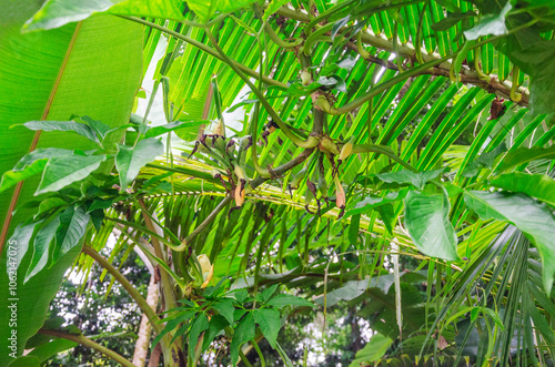 
Tropical rainforest in Daintree River National Park in Queensland, Australia.  photo