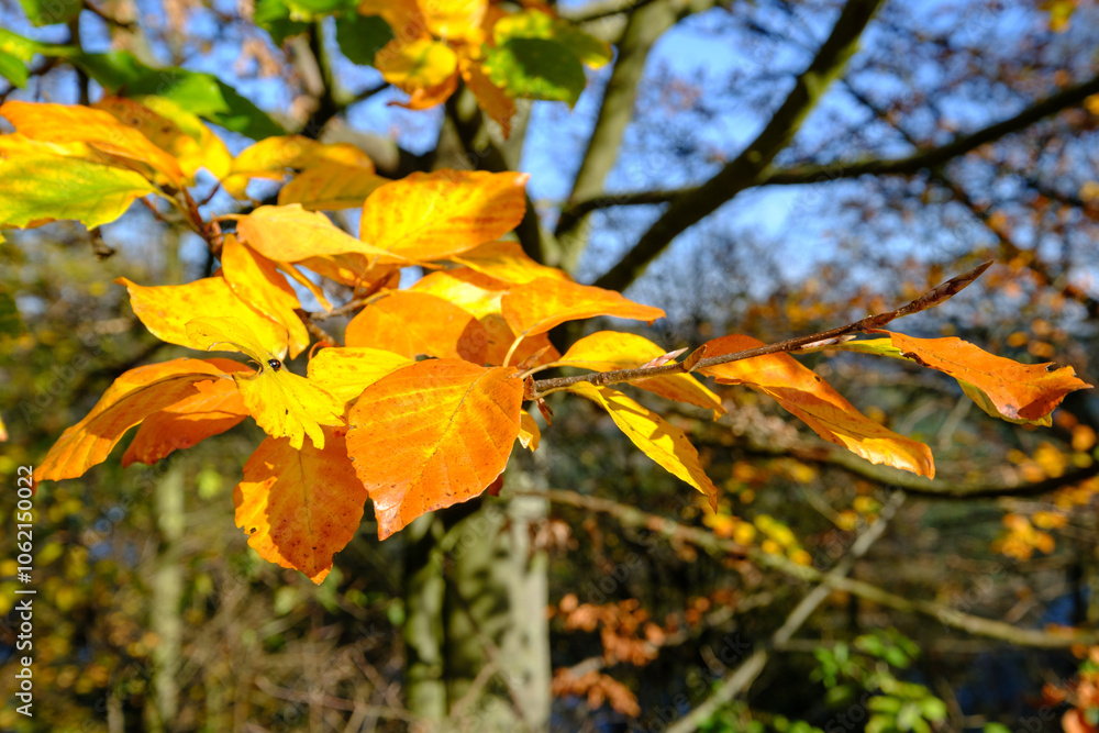 Fagus sylvatica Rotbuche Blatt Herbstfärbung Fagus sylvatica Rotbuche Blatt Herbstfärbung