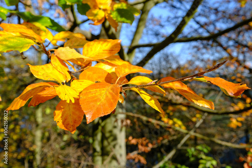 Fagus sylvatica Rotbuche Blatt Herbstfärbung photo