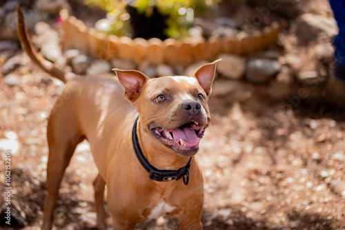 Tierna Felicidad: Adorable Pitbull Staffordshire Marrón Disfrutando al Aire Libre en el Jardín photo