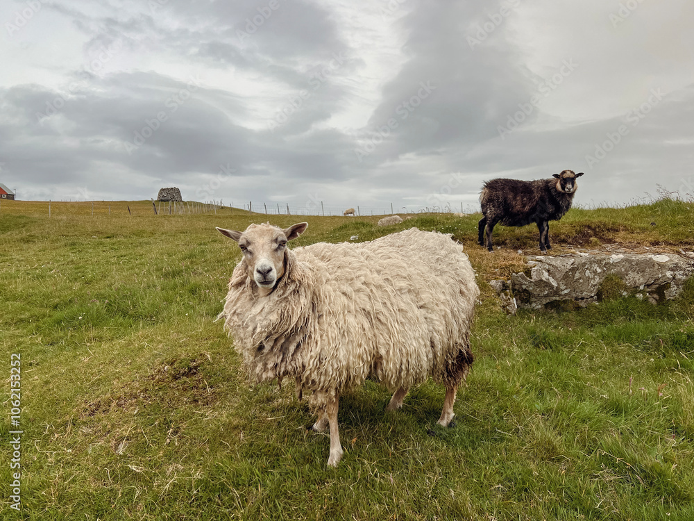 Two beautiful Faroese sheep graze in a grassy field at the top of a mountain. Dramatic clouds overhead. Located on the small remote Scandinavian island of Nólsoy within the Faroe Islands. Two beautiful Faroese sheep graze in a grassy field at the top of a mountain. Dramatic clouds overhead. Located on the small remote Scandinavian island of Nólsoy within the Faroe Islands.