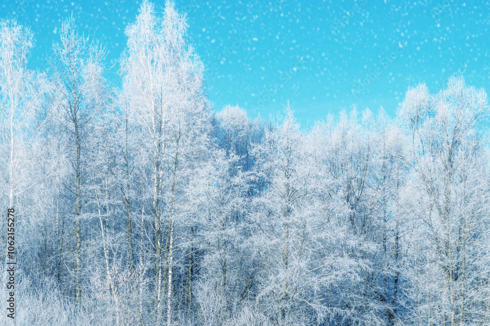 Landscape. Frozen winter forest with snow covered trees. Landscape. Frozen winter forest with snow covered trees.