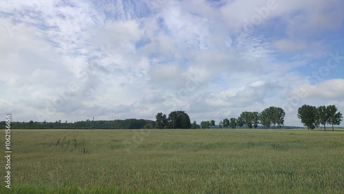 green field, blue sky and bright sunshine