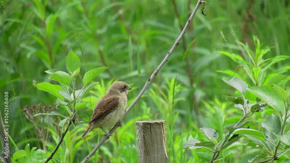 Vulcan Shrike (Lanius collurio) A red-backed shrike chick sits on a branch among green leaves and waits for its parents. Vulcan Shrike (Lanius collurio) A red-backed shrike chick sits on a branch among green leaves and waits for its parents.