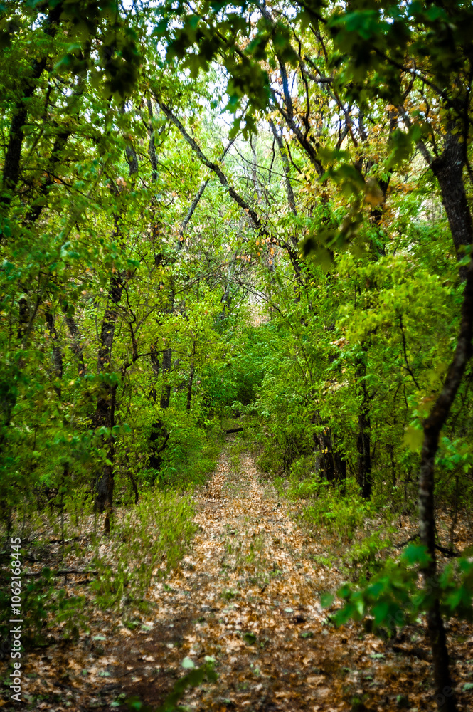 A dirt road in the forest, covered with dry yellow leaves, leading into the distance, through green acacia trees A dirt road in the forest, covered with dry yellow leaves, leading into the distance, through green acacia trees