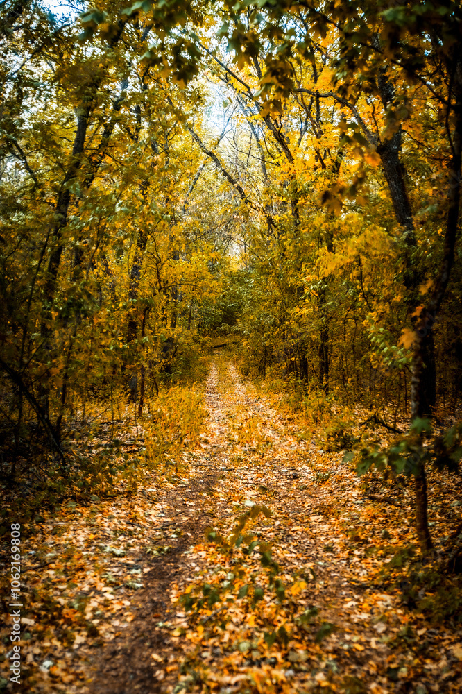 Obraz premium dirt road in autumn forest, covered with orange leaves, leading into the distance, through the pillars of acacia trees, in the morning, golden hour
