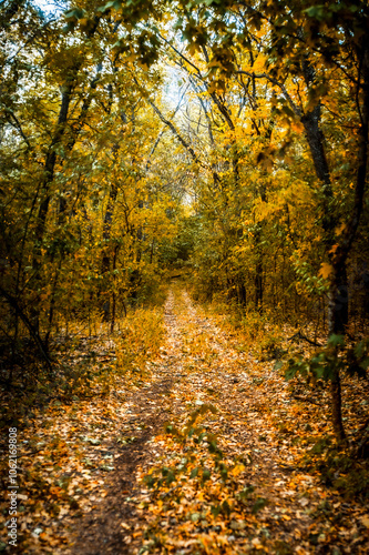 dirt road in autumn forest, covered with orange leaves, leading into the distance, through the pillars of acacia trees, in the morning, golden hour