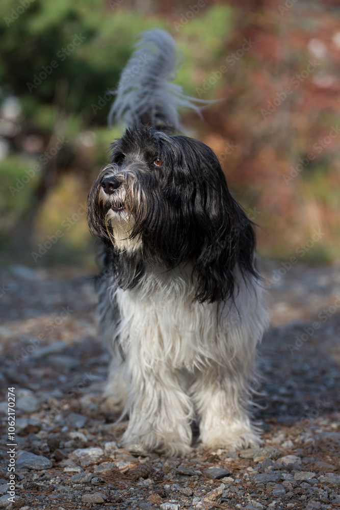 Schapendoes-PON Mix in front of an autumnal colored bush