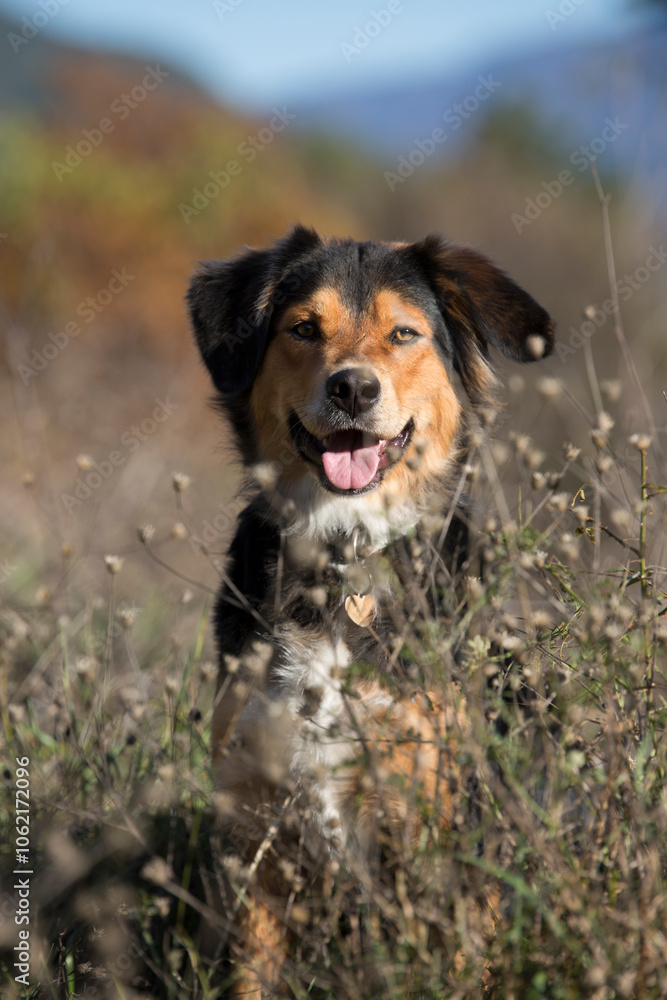 Bernese Mountain Dog-Border Collie-Sheperd Mix sitting in autumnal grass Bernese Mountain Dog-Border Collie-Sheperd Mix sitting in autumnal grass