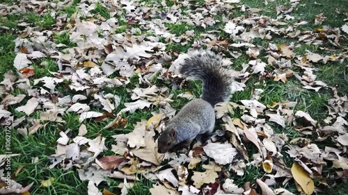 4K Video of Squirrel Digging in Autumn Leaves at La Fontaine Park, Montreal, Canada