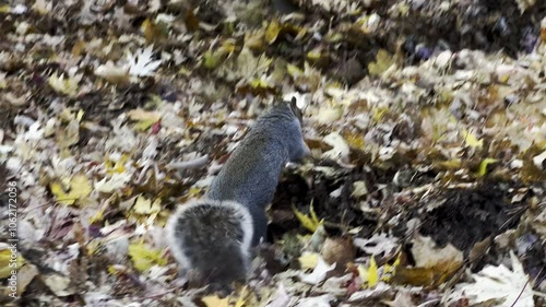 4K Squirrel Scavenging Among Fallen Leaves in Montreal Park During Autumn