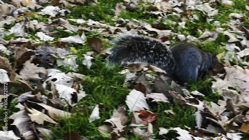 Curious Squirrel Exploring Autumn Leaves in La Fontaine Park, Montreal, in 4K