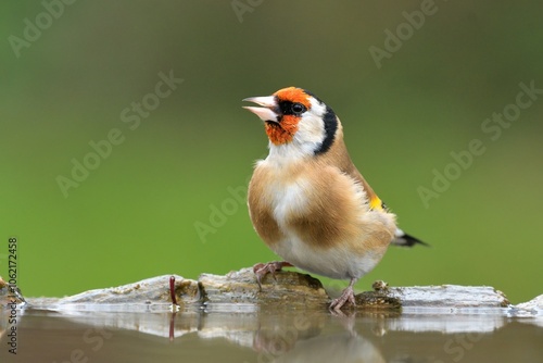 Cuadro en lienzo European goldfinch Carduelis carduelis bird songbird wildlife nature predator co