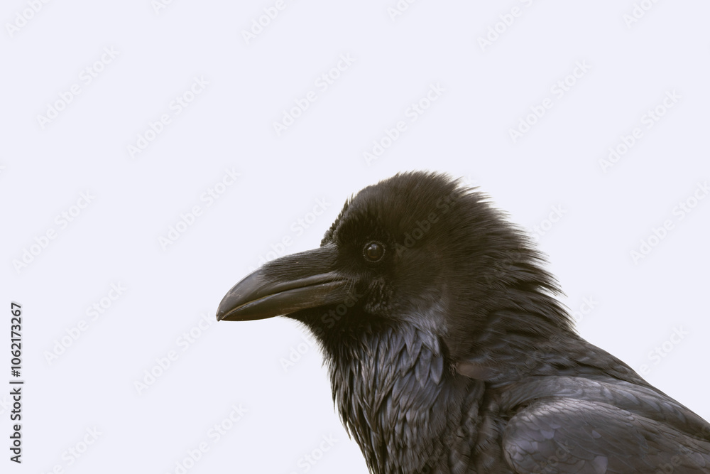 Fototapeta premium portrait grand d'un grand corbeau de tout près pour usage photo, en transparence, sur fond blanc