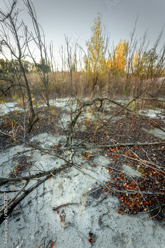 Wallpaper Mural white sand with footprints on it, strewn with narrow branches, on which grow trees with yellow foliage and tall dry trees without leaves and leafy bushes, against the background of a bright blue sky,  Torontodigital.ca