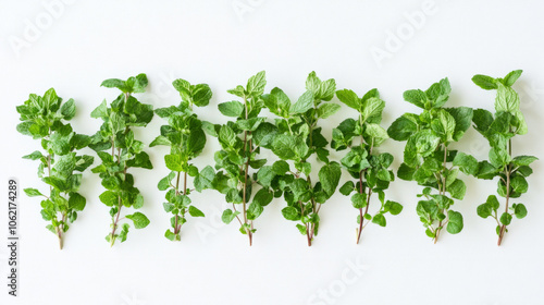 Fresh mint leaves arranged neatly on a white background for culinary use