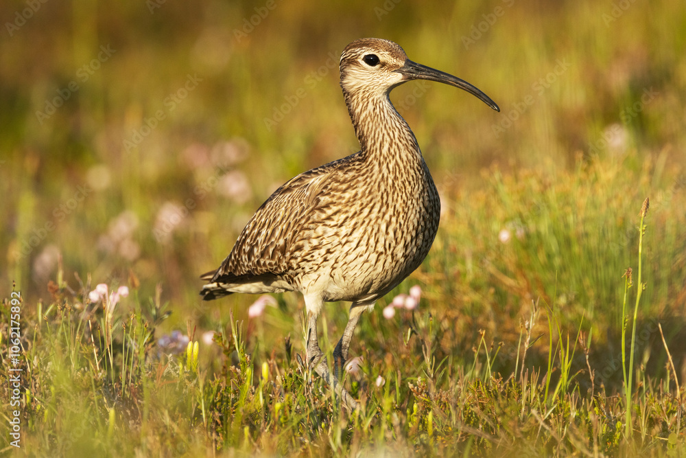 Portrait of a Common whimbrel in a summery wetland in Riisitunturi National Park, Northern Finland Portrait of a Common whimbrel in a summery wetland in Riisitunturi National Park, Northern Finland