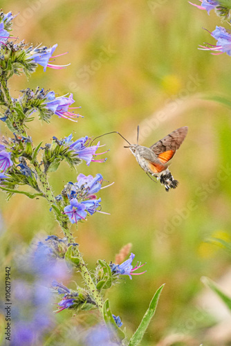 Taubenschwänzchen an einer Blüte