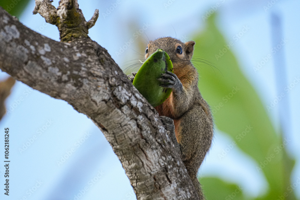 Streifenhörnchen mit einer Frucht Streifenhörnchen mit einer Frucht