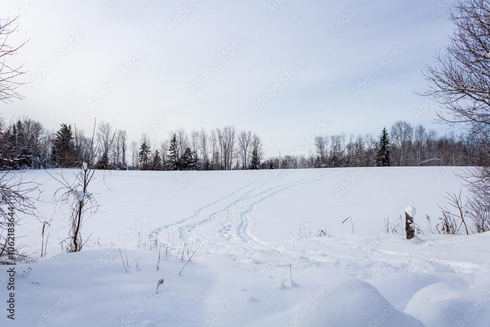 Tranquil Snowy Field with Tire Tracks and Bare Trees Tranquil Snowy Field with Tire Tracks and Bare Trees