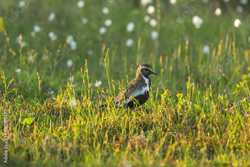 European golden plover standing in a summery bog during golden hour in Riisitunturi National Park, Northern Finland	 photo