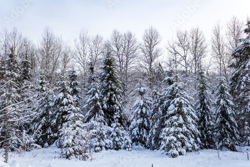 Serene Winter Forest Landscape with Snow-covered Pine Trees